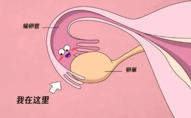 男性孕检