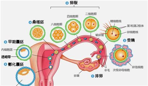 移植胚胎