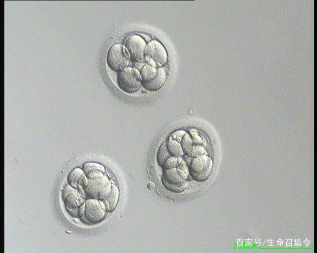 第一窝狗