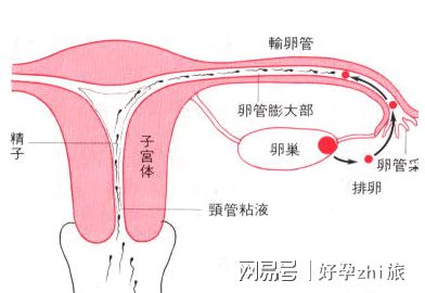 胚胎移植