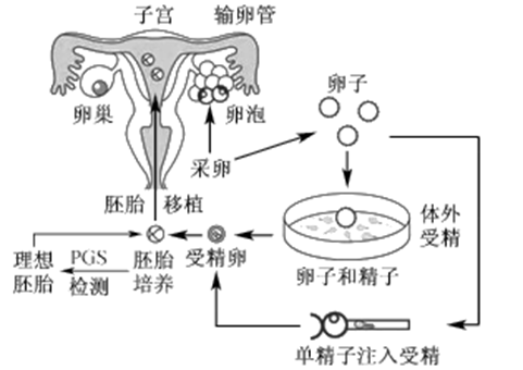 比基尼孕妇