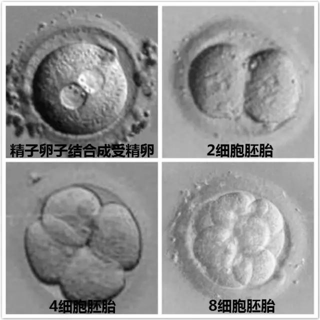 怀孕