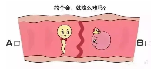 胚胎移植