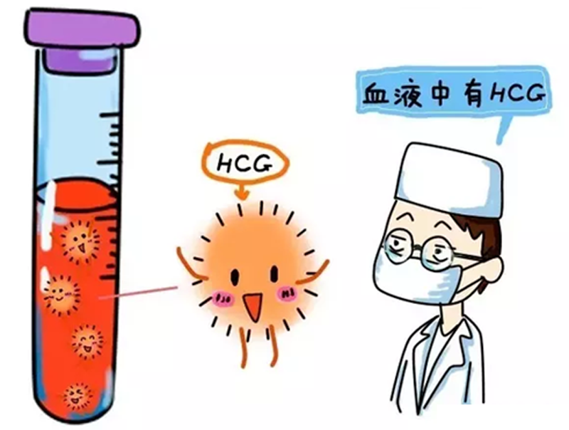 验血hCG