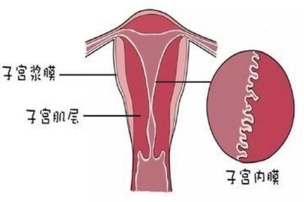 移植胚胎